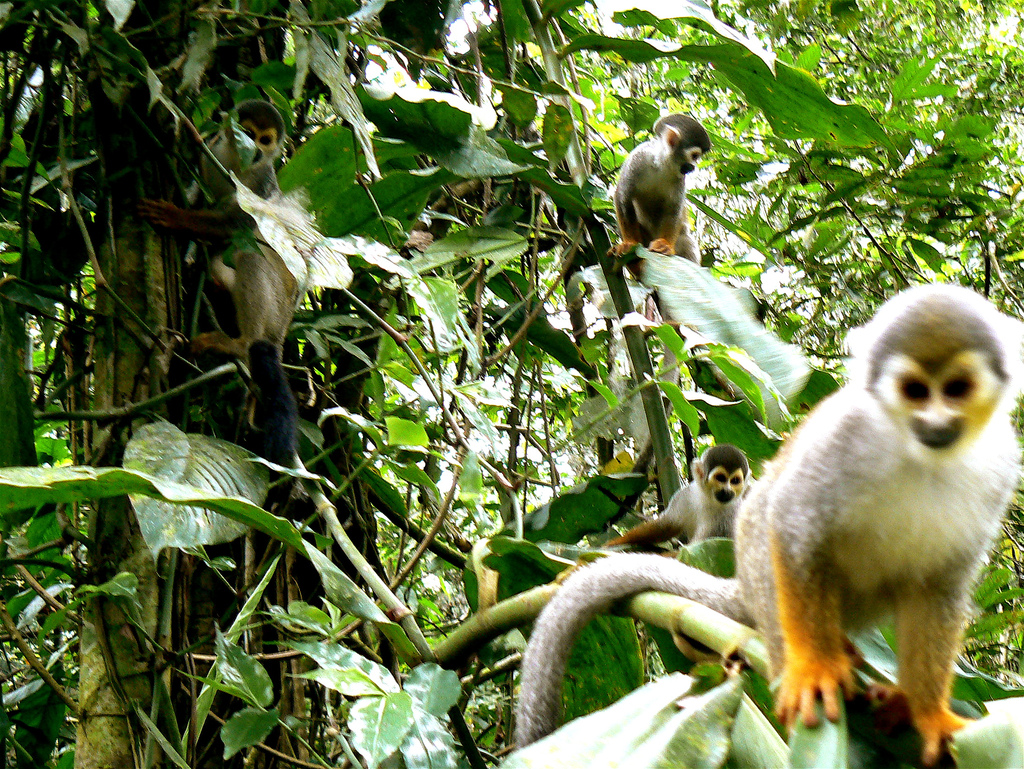 Animals Colombia, responsible trip