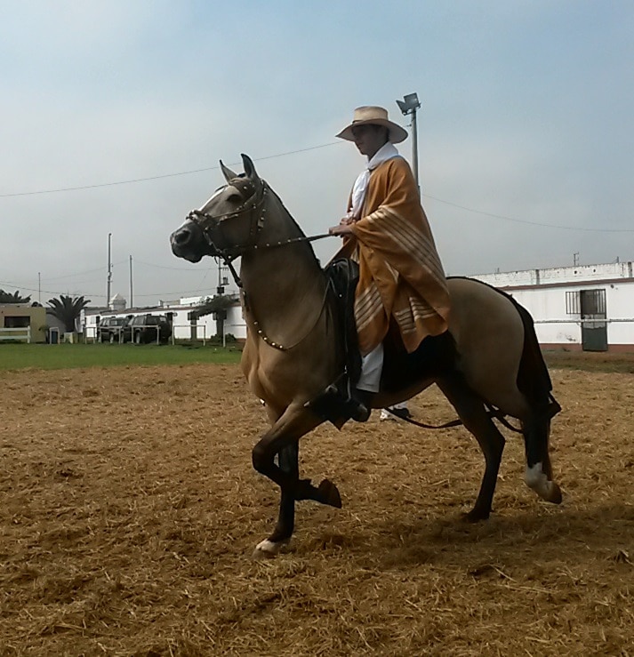 paso de caballo, Trujillo, northern Peru