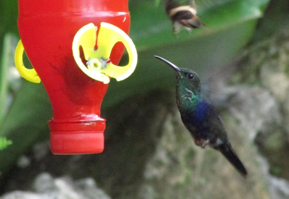 Hummingbird in Moyobamba