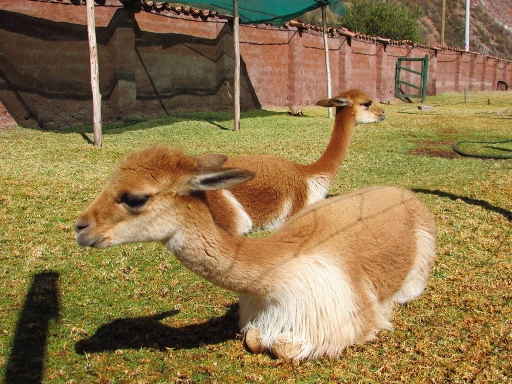 Lamas of Peru - Sacred Valley - travel to Peru