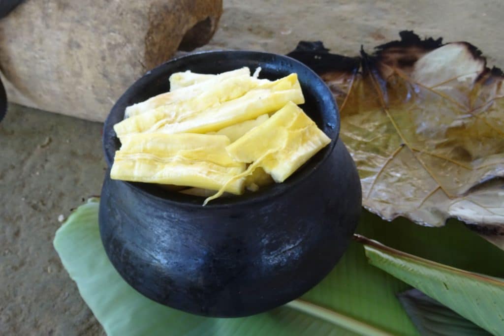 Yucca, manioc