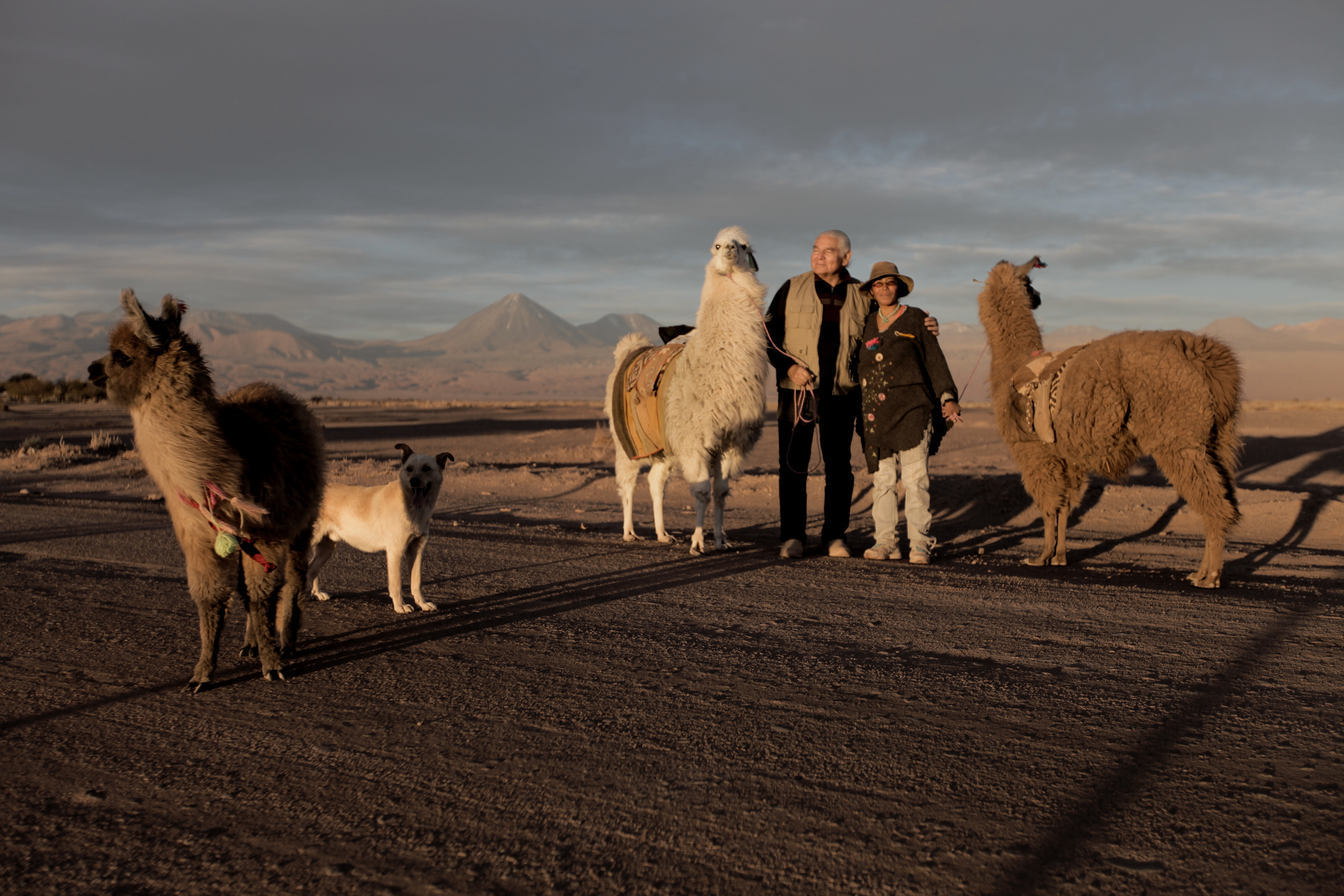 Caravan with lamas, rural tourism Chile