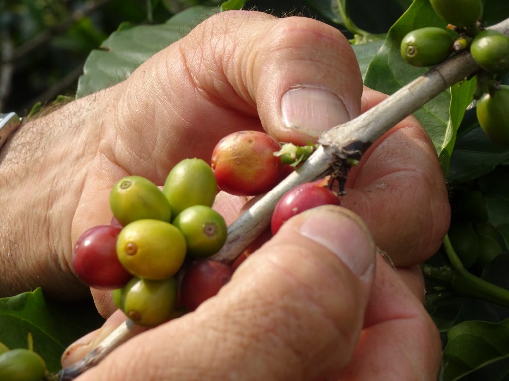Reise in die Kaffee-Region Kolumbiens
