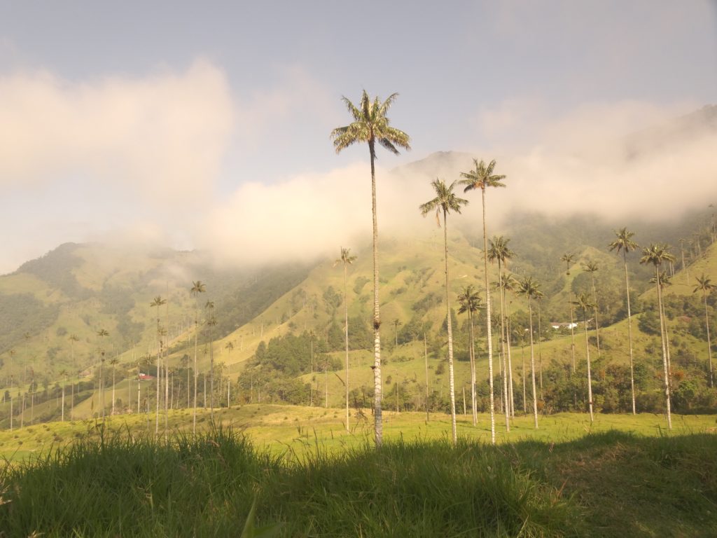 Cocora-Tal und Kaffee-Region in Kolumbien, nachhaltiges Reisen