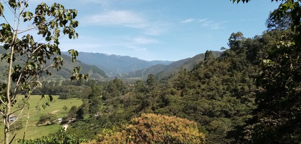 Oxapampa Bosque de Churumazu
