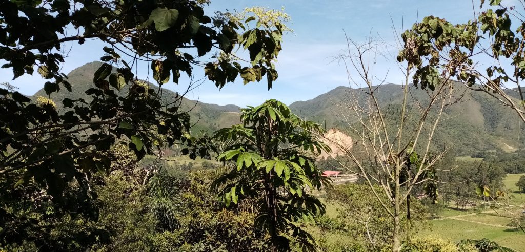 Bosque de Churumazo, Oxapampa