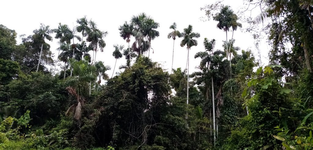 Peruanischer Dschungel, Pacaya Samiria