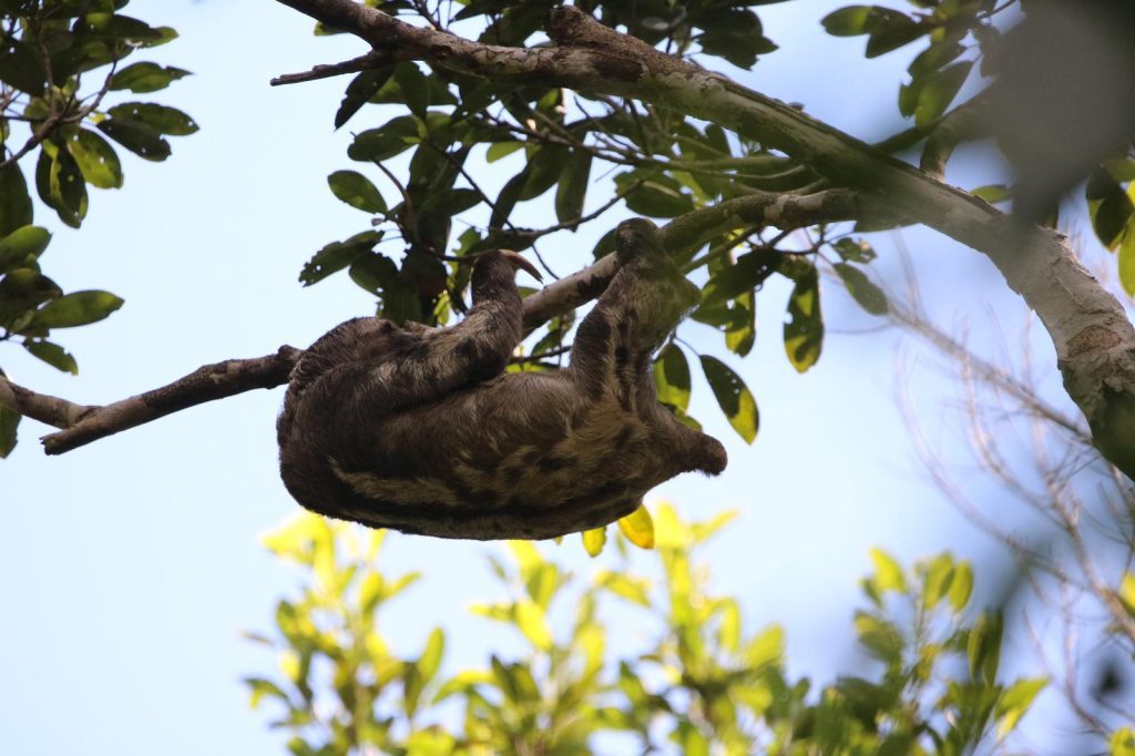 Sloth Pacaya Samiria