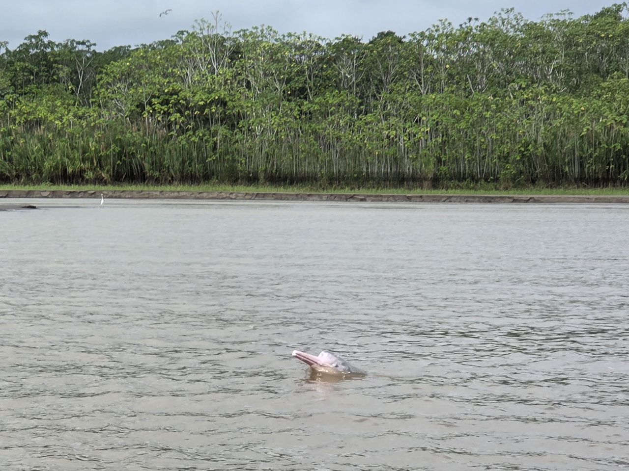 Amazonie